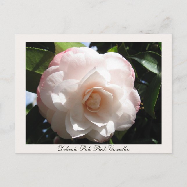 Delicate Pale Pink Camellia Postcard (Front)