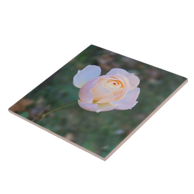 Delicate Pastel Pink Yellow Rose Ceramic Tile (Side)