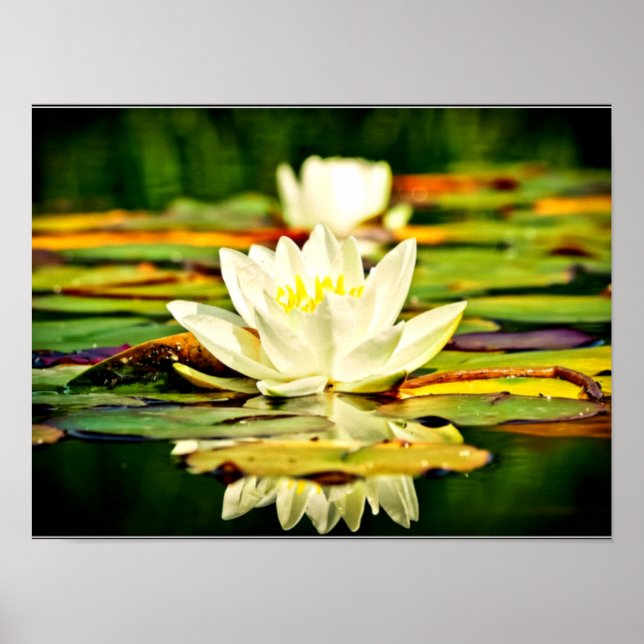 Delicate pastel yellow and white lilies poster (Front)