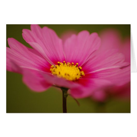 Delicate Pink Floral (Front Horizontal)