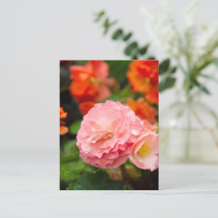Delicate pink flower after the rain postcard