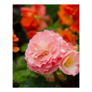 Delicate pink flower after the rain  poster