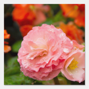 Delicate pink flower after the rain  sign