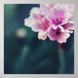 Delicate Pink Flowers Macro Abstract Poster