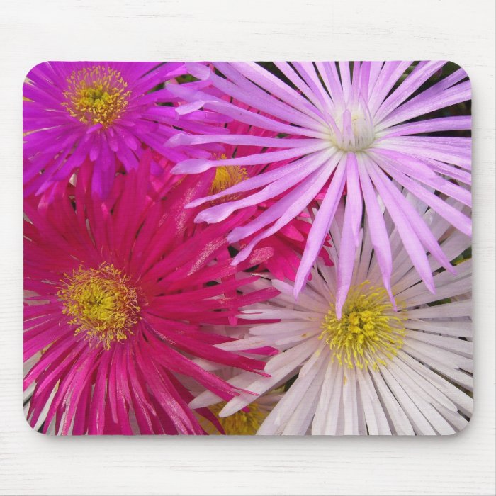 Delicate Pink Purple Lampranthis Flowers Mousepad