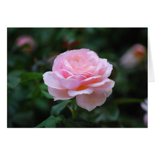 Delicate Pink Rose Cards (Front Horizontal)