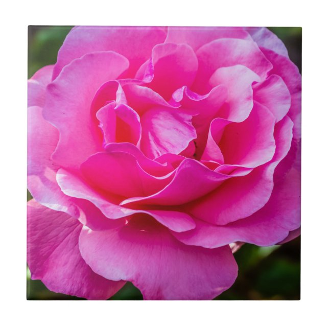 Delicate pink rose. ceramic tile (Front)
