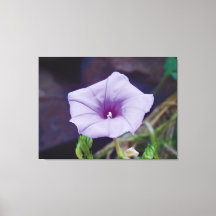 Delicate Purple Bloom Close-Up Photography