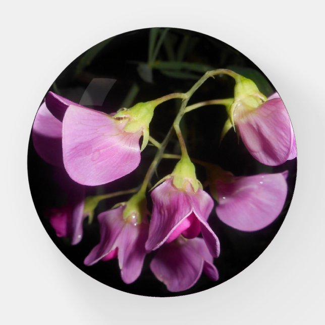 Delicate Purple Blossoms Paperweight (Front)