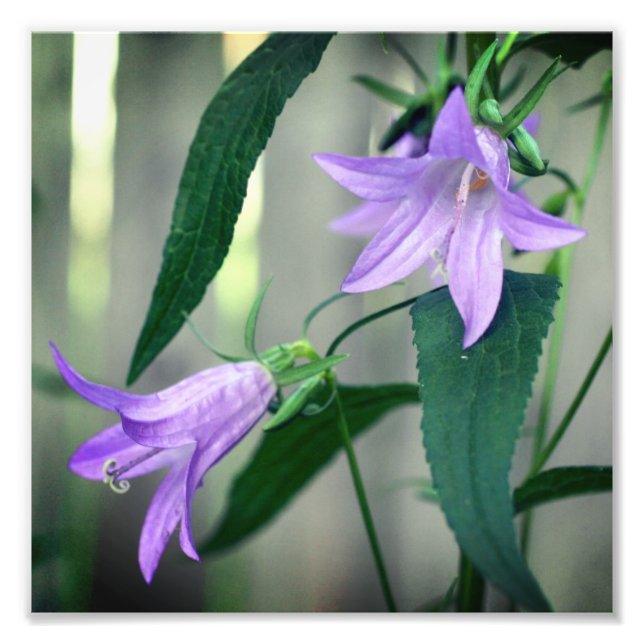 Delicate Purple Lily Flowers 8x8 Photo Print (Front)