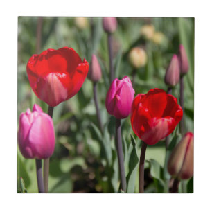 Delicate red and purple tulips ceramic tile