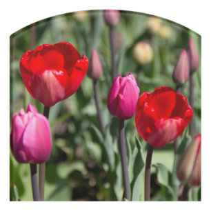 Delicate red and purple tulips door sign