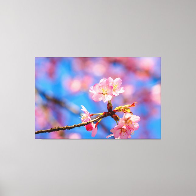 Delicate Sakura Beauty Against The Blue Sky Canvas Print (Front)