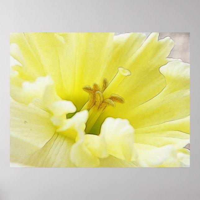 Delicate Spring Daffodil Poster (Front)
