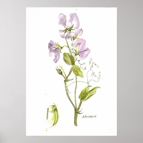 Delicate violet color sweet pea poster