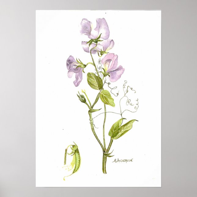 Delicate violet color sweet pea poster (Front)