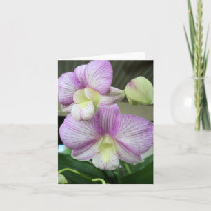 Delicate white and purple orchid blank note card