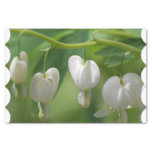 Delicate White Bleeding Heart Tissue Paper