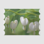 Delicate White Bleeding Heart Tissue Paper