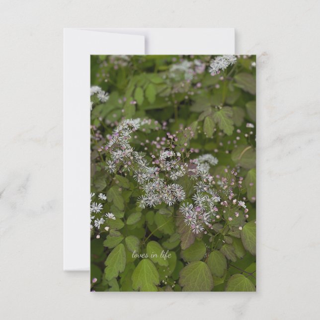 Delicate White Summer Flowers Note Card (Front)