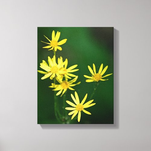 Delicate Yellow Daisy Wildflowers  Canvas Print