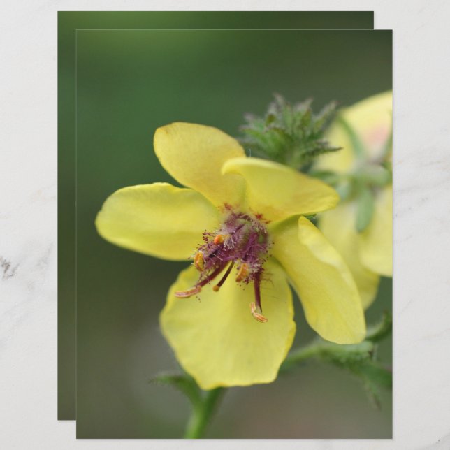 Delicate Yellow Flower Close Up Scrapbook (Front/Back)