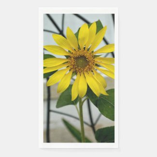 Delicate Yellow Sunflower