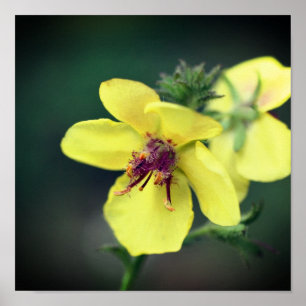 Delicate Yellow Wildflower Poster