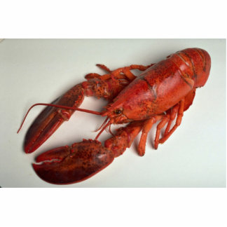 Delicious Lobster Photo Cutout