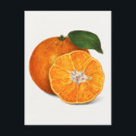 Delicious Orange Tangerine Fruit Painting Postcard<br><div class="desc">Delicious orange tangerine illustration.</div>