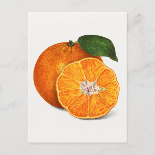 Delicious Orange Tangerine Fruit Painting Postcard