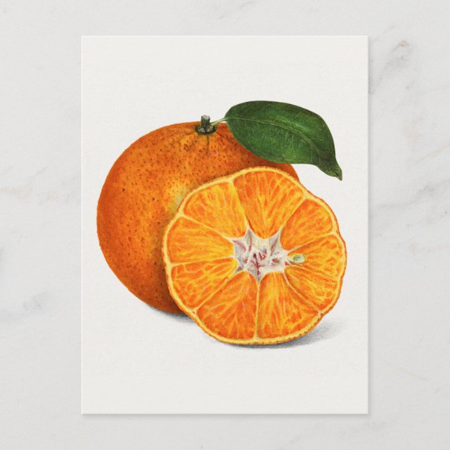 Delicious Orange Tangerine Fruit Painting Postcard (Front)