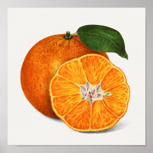 Delicious Orange Tangerine Fruit Painting Poster