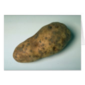 Delicious Potato (Front Horizontal)
