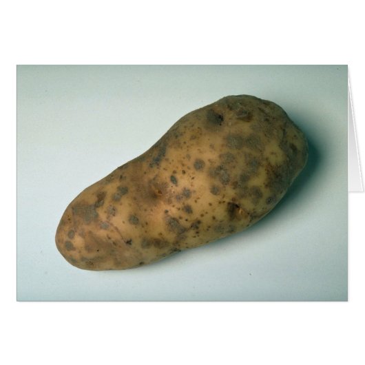 Delicious Potato Cards (Front Horizontal)