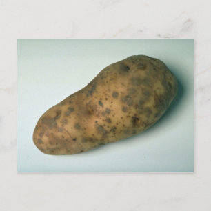 Delicious Potato Postcard