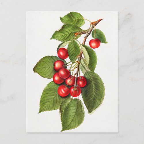 Delicious Red Cherries Fruit Watercolor Painting Postcard