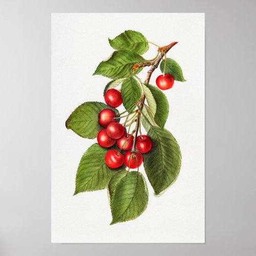Delicious Red Cherries Fruit Watercolor Painting Poster