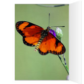 Delight Cards (Inside (Left))