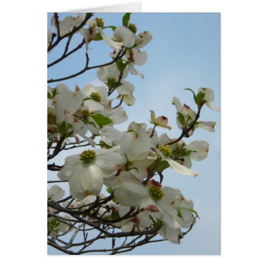 Delightful Dogwoods Cards (Front)
