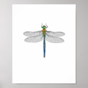Delightful Dragonfly Art Print Poster