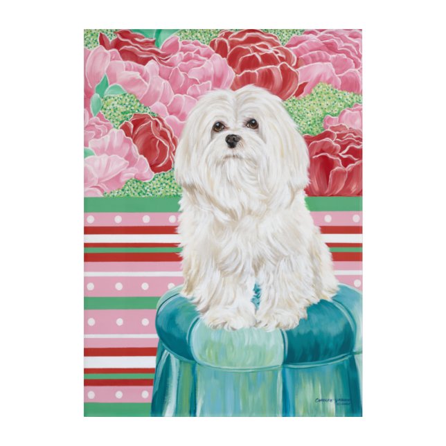 Della Rose Maltese Acrylic Print (Front)