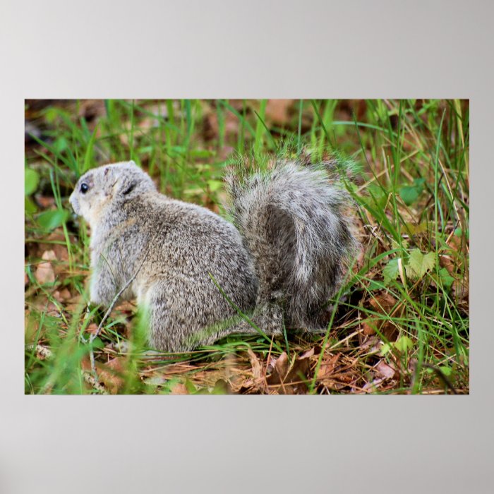 DelMarVa Peninsula Fox Squirrel Print