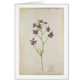 Delphinium ajacis, c.1568 (Front)