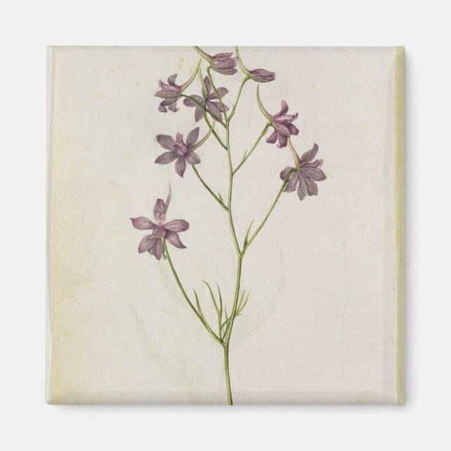 Delphinium ajacis, c.1568 magnet (Front)