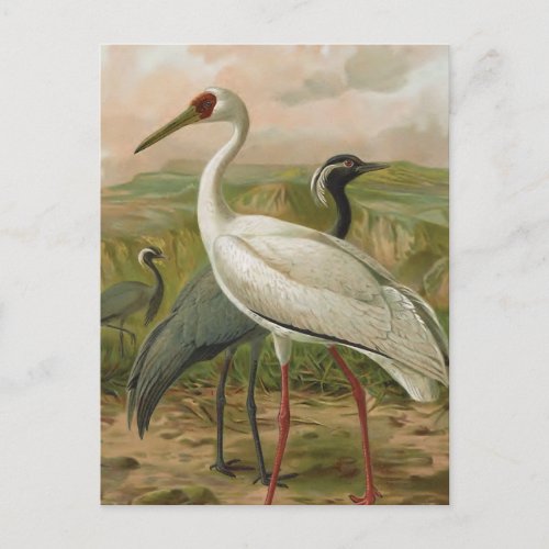 Demoiselle and Siberian Cranes Vintage Bird Postcard