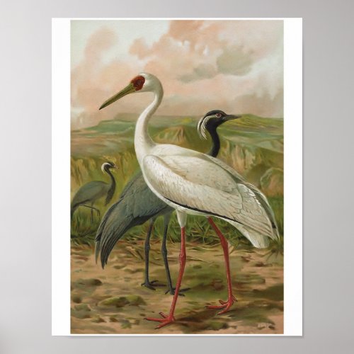 Demoiselle and Siberian Cranes Vintage Bird Poster