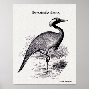 "Demoiselle Crane" Vintage Illustration Poster