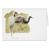 Demoiselle Cranes (Front Horizontal)