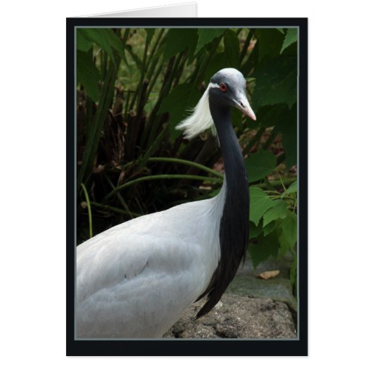 Demoselle Crane (Front)